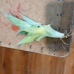 Octopus Agave Bulbils- 10-pack Easy-Grow Baby Plant- Drought Tolerant